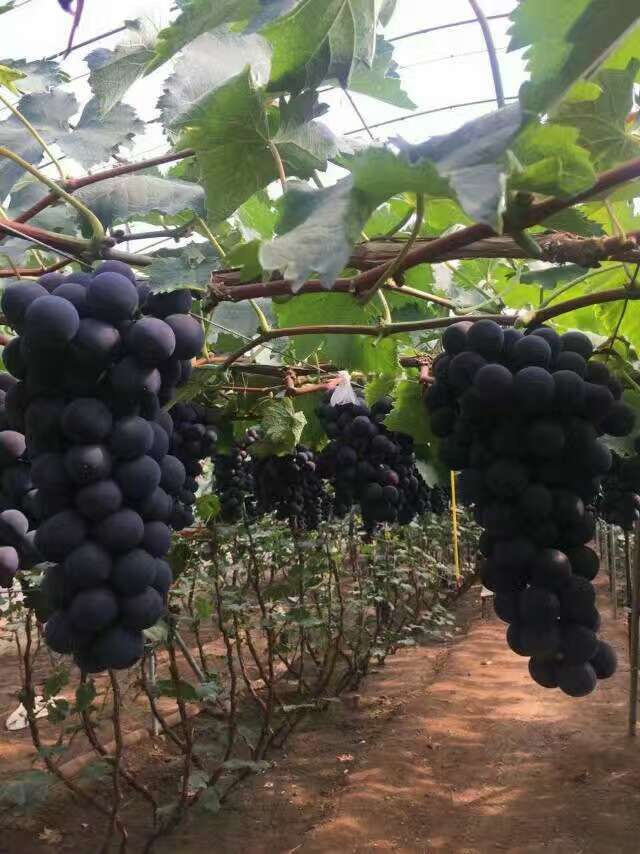 黑龙江省大庆优质葡萄供应销售_葡萄与提子有什么区别