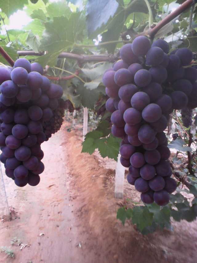 黑龙江省大庆优质葡萄价格 _吃葡萄有什么好处