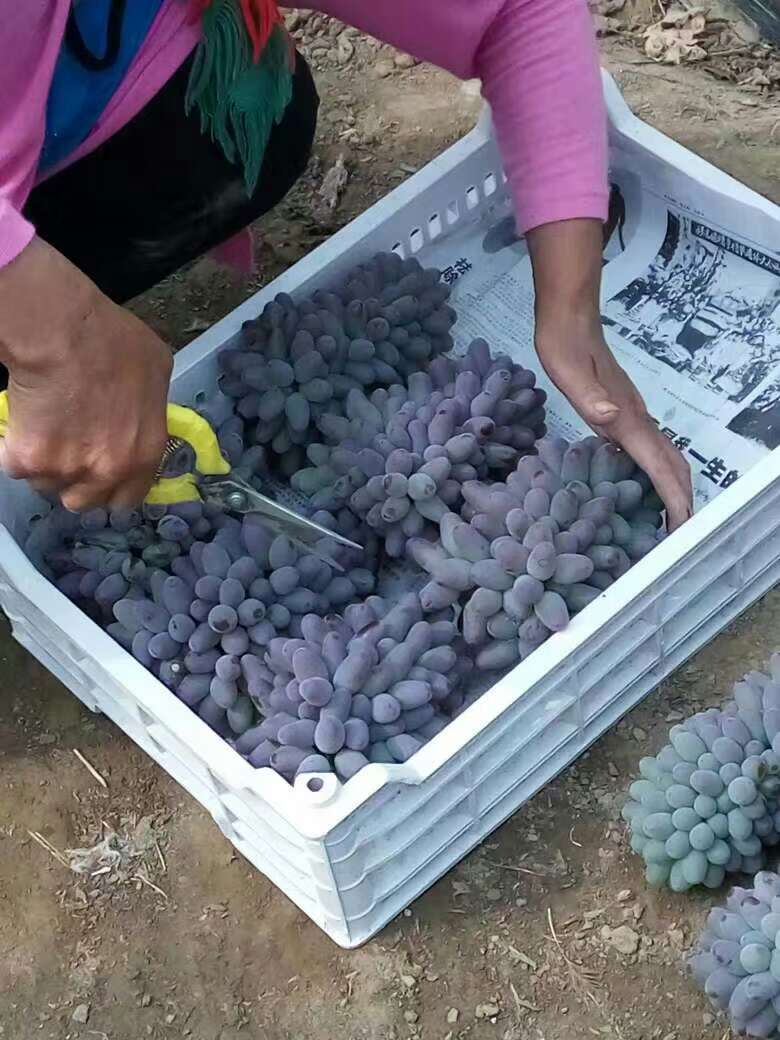 黑龙江省大庆精品葡萄找哪家 _红葡萄的分类