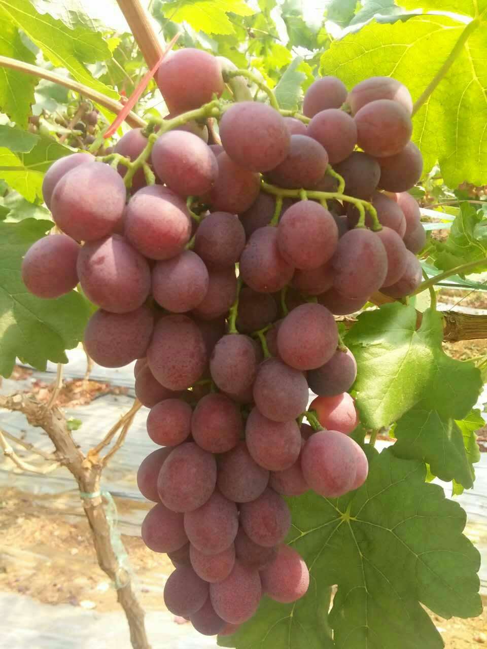 黑龙江大庆优质葡萄找哪家 _葡萄都有什么品种