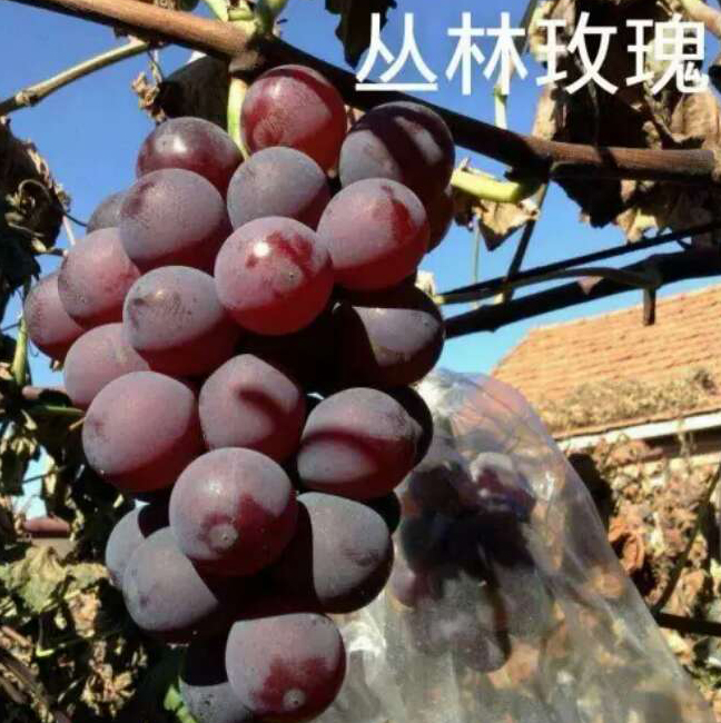 黑龙江省大庆市优质葡萄价格 _葡萄有哪些种类 葡萄的分类