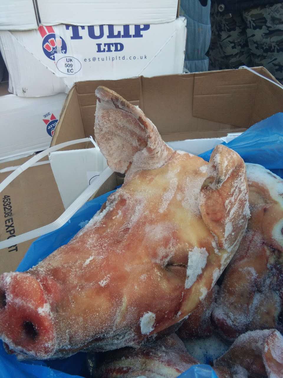 批发 进口猪头 英国5091厂 冷冻猪头 一手货源 稳定充足