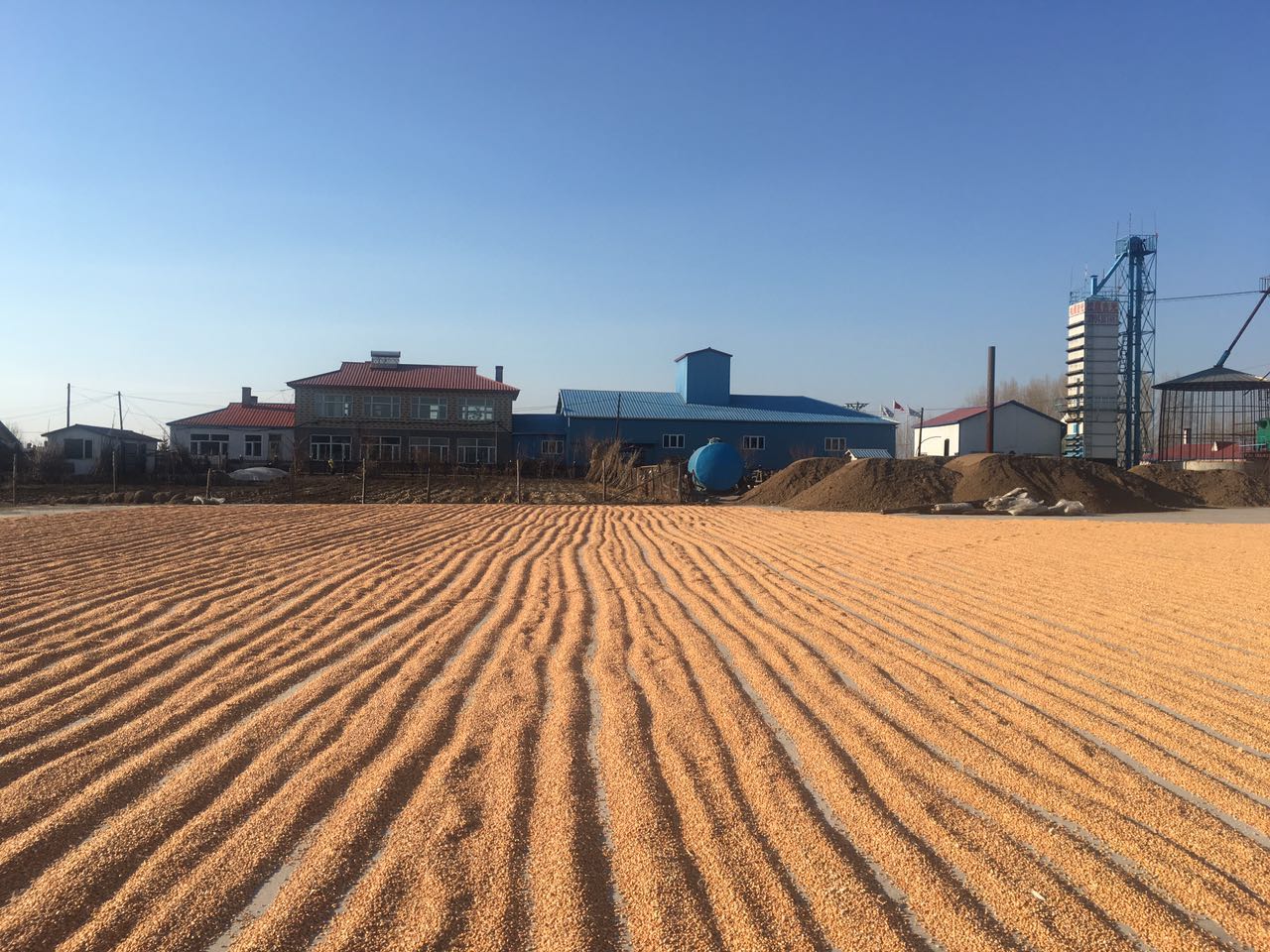 黑龙江省绥化市优质玉米供应价格 _我国饲用玉米的分级标准