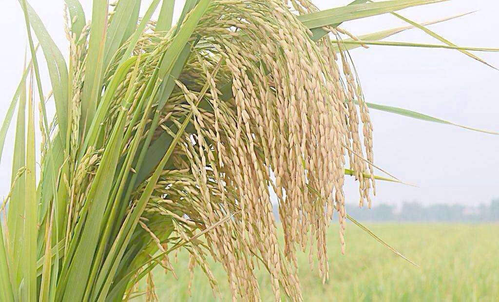 宁安17年新货水稻种植订购 牡丹江优质水稻种植合作社在哪