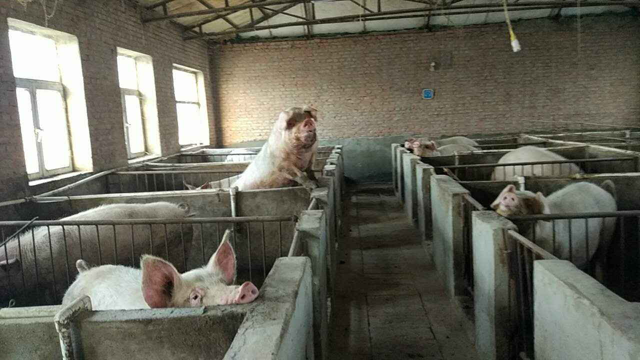 黑龙江大庆市优质肉猪供应销售_黑龙江大庆优质三元猪供应