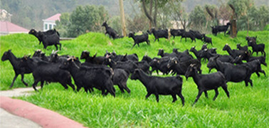海南黑山羊养殖赚钱的一个原因是品种