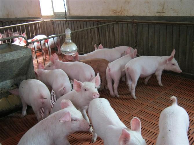 山东仔猪养殖场供应20-120斤苗猪及母猪