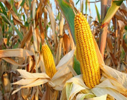 佳木斯非转基因玉米批发厂家 正宗东北富锦玉米新货订购