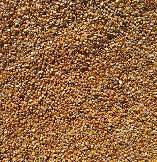 富锦高品质玉米低价批发 佳木斯优质品种玉米种植厂家
