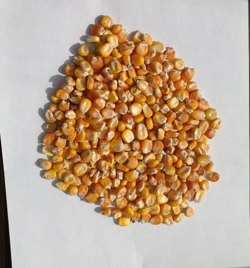 黑龙江正宗无添加黄玉米 颗粒饱满 富锦农家玉米出售
