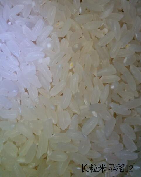 佳木斯绿色大米现货批发 优质大米营养健康黑龙江大米