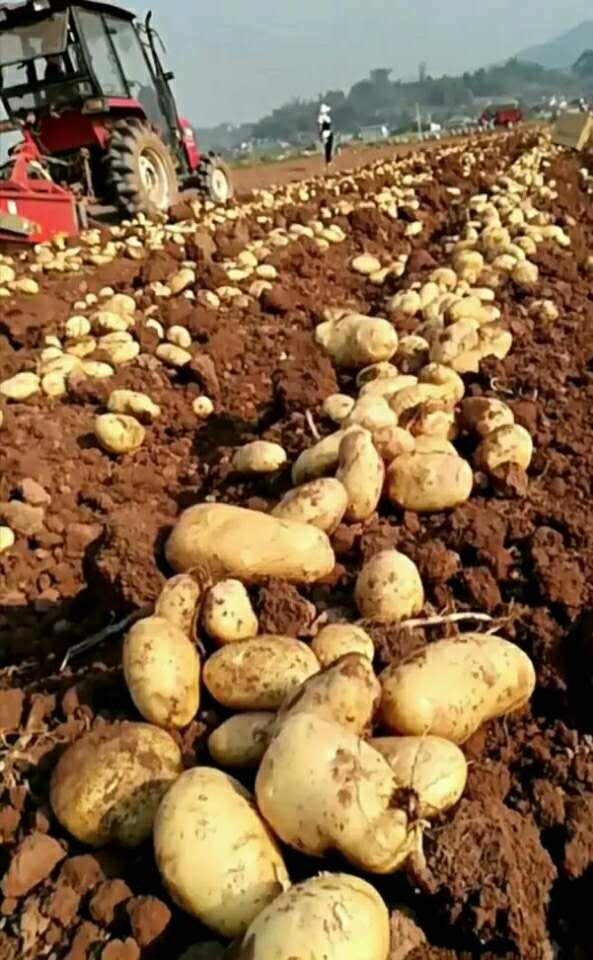 龙江县兴佳马铃薯种植农民专业合作社