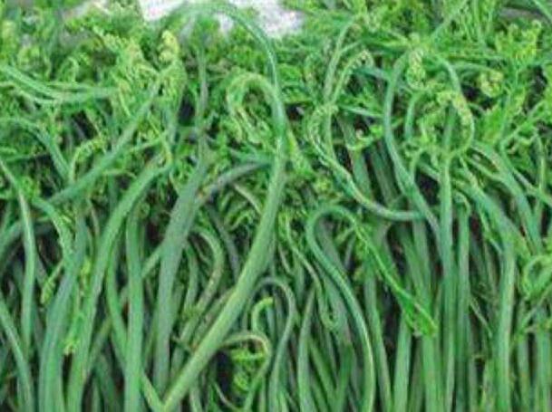 穆棱有机蕨菜大量现货 东北特产山蕨菜野菜蕨菜