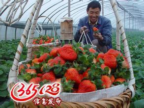 郑州祥瑞温室建造一亩连栋薄膜温室的价格是多少 蔬菜大棚