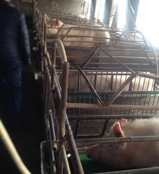 鸡东标准示范养殖高品质种猪场 鸡西种猪饲养厂家 欢迎致电