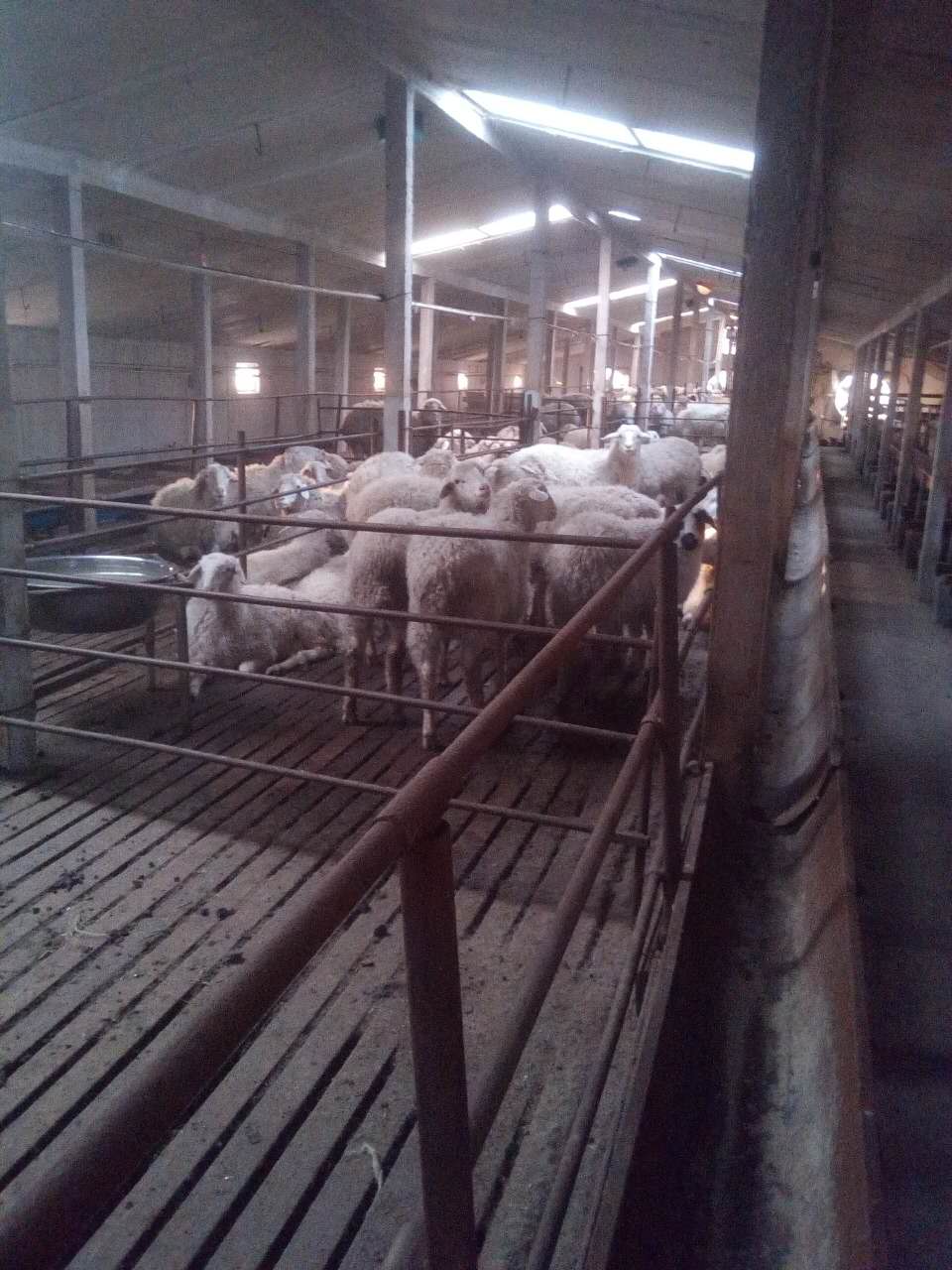 扎赉特旗肉羊养殖场价格
