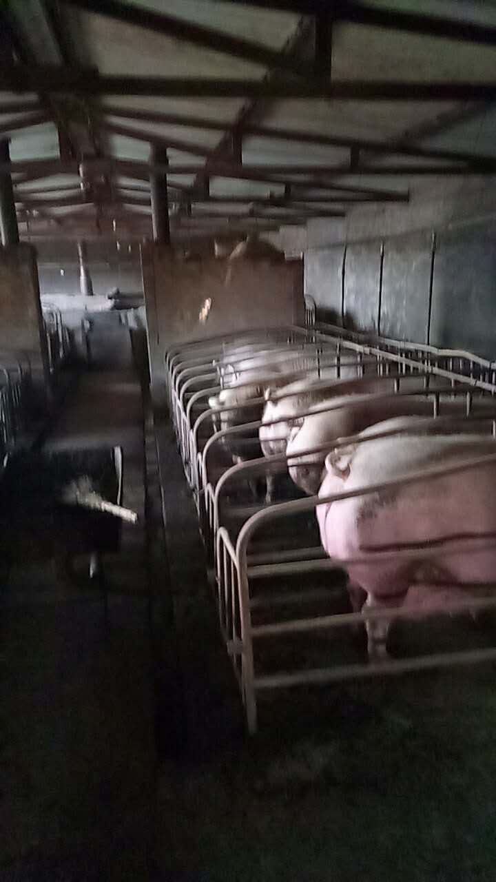 呼伦贝尔专业生猪养殖厂