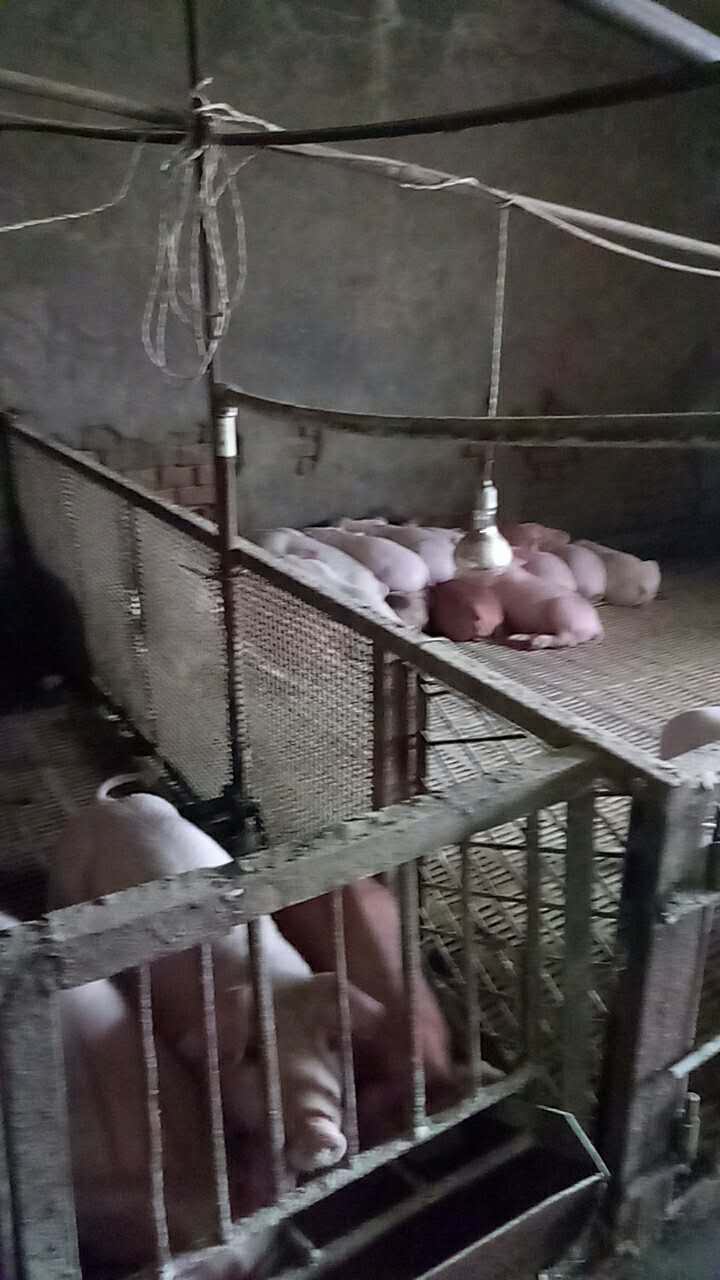 呼伦贝尔市生猪养殖厂