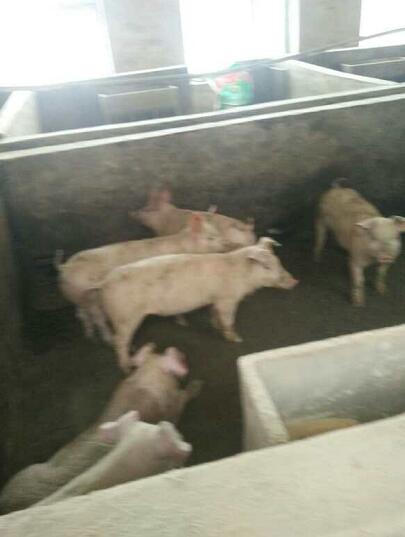 黑龙江穆棱肉猪饲养 优质肉猪仔猪长期供货 成活率高