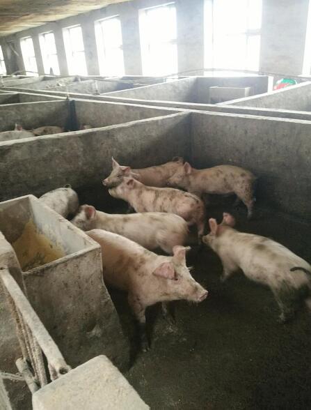 穆棱肉猪养殖场直销 17年肉猪批发价格