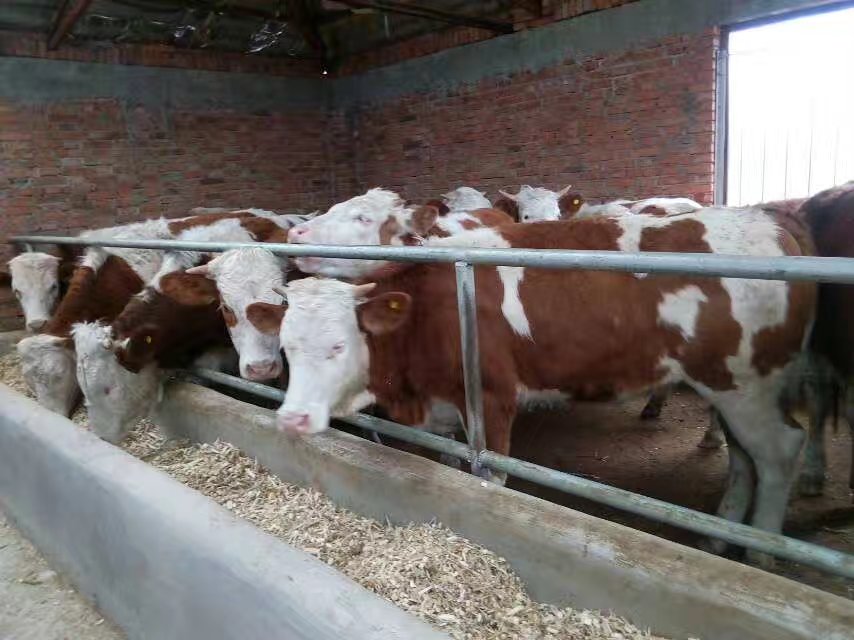 黑龙江**质肉牛供应销售—黑龙江绥化市优质肉牛养殖场价格