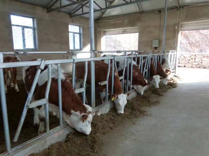 黑龙江绥化市优质牛肉供应销售—黑龙江精品牛肉价格
