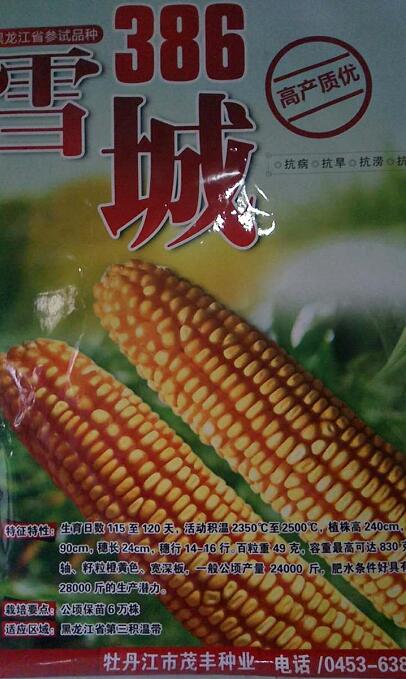 牡丹江雪城玉米种子 高产质优玉米品种 抗病抗