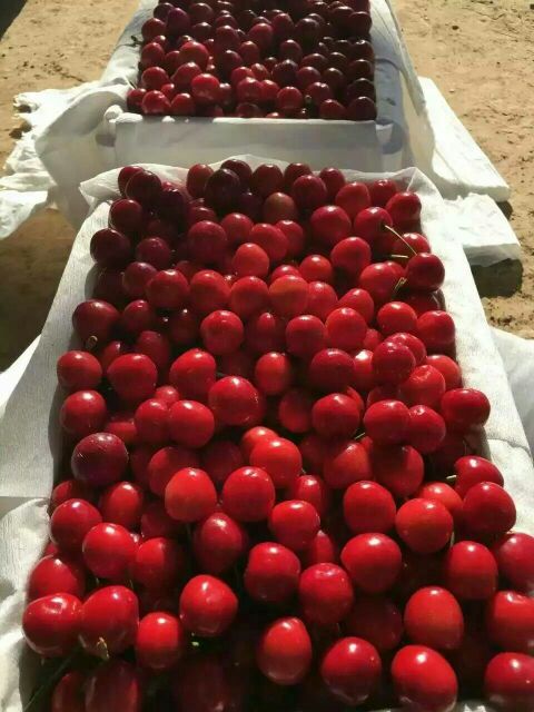 红灯樱桃批发 沙蜜拖樱桃价格 温室布鲁克斯樱桃基地 布鲁克斯樱桃产地 美早樱桃基地价格