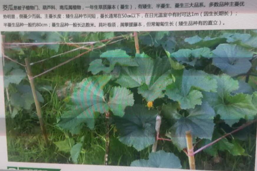 宝清专业白瓜种植技术 绿色放心食品白瓜西葫芦