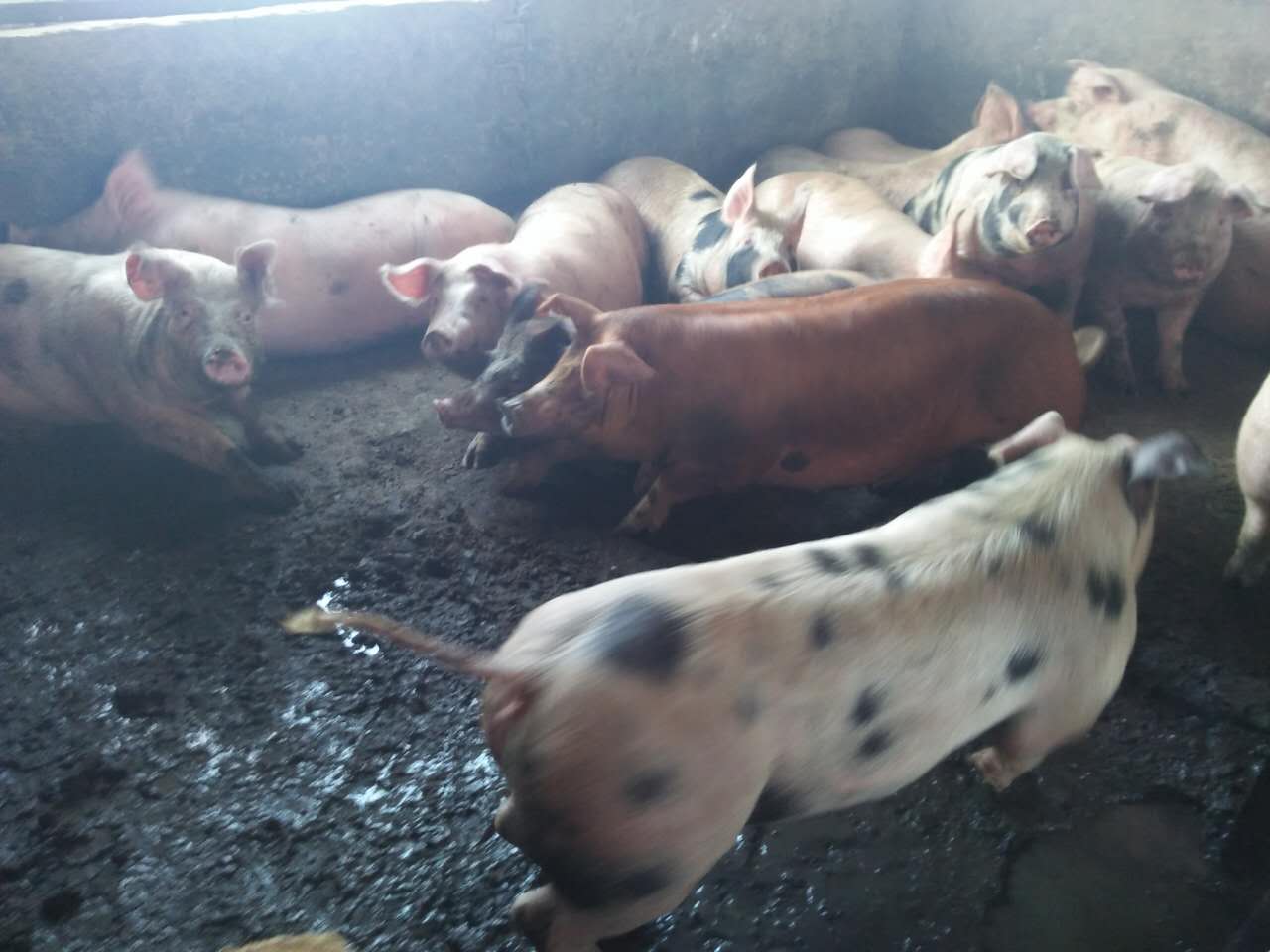 双鸭山养殖基地批发生猪 合作社大量供应优质生猪