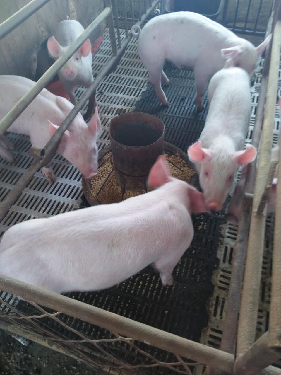 饶河县生猪养殖合作社 优质生猪大量现货批发