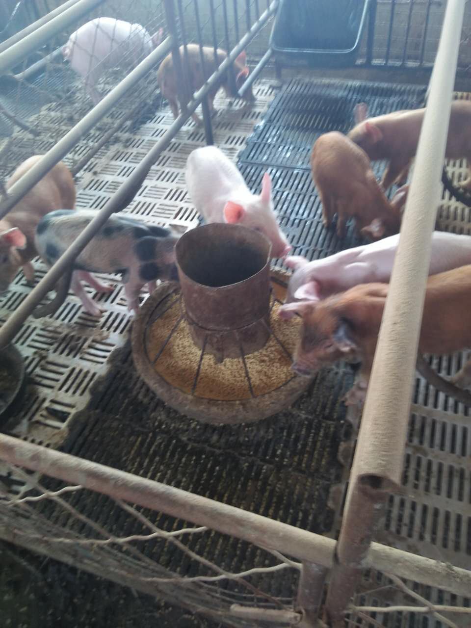 饶河县厂家大量批发生猪 养殖基地生猪价格