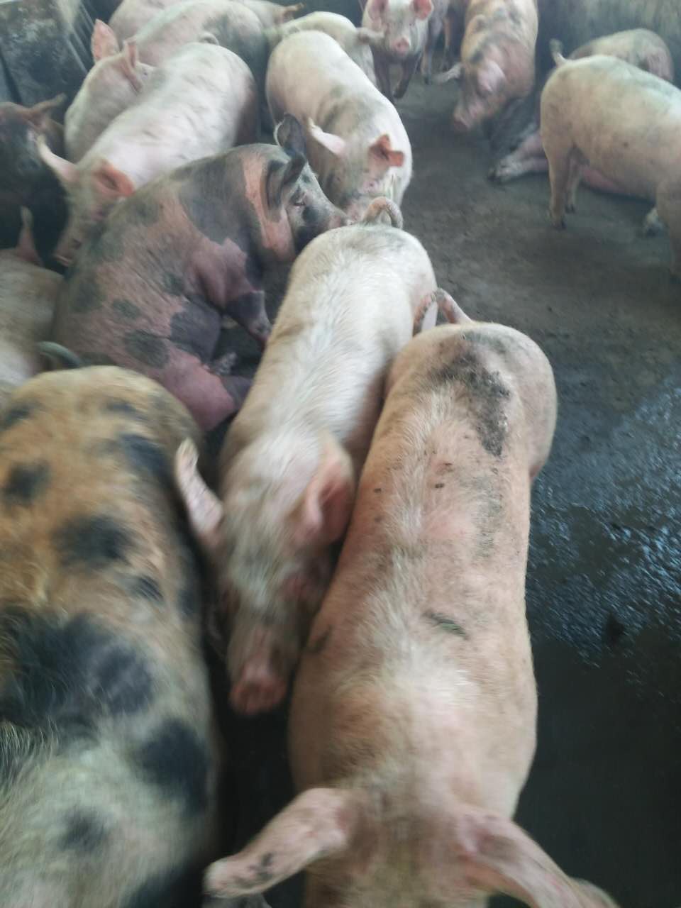 双鸭山苗猪价格 饶河县猪养殖场小猪出售