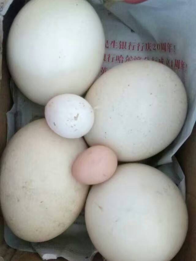 黑龙江大庆市优质大鹅供应销售_大庆市优质禽类批发价格