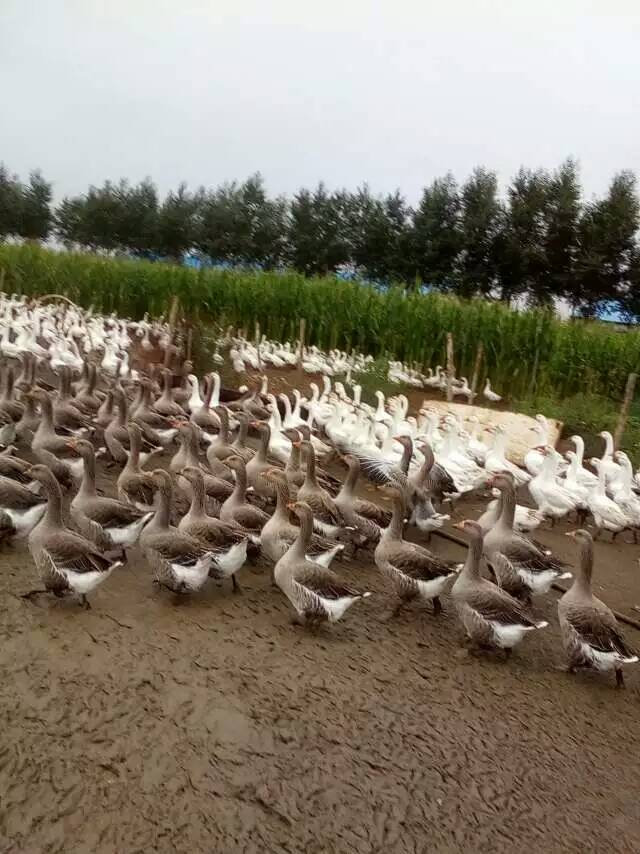 黑龙江大庆鹅类供应销售，大庆市禽类销售找哪家