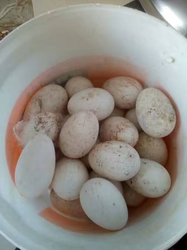 大庆市优质鹅蛋供应销售，大庆市精品鹅蛋销售价格