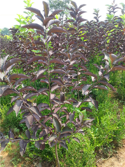 保定优质紫叶稠李批发——大汉绿洲园林