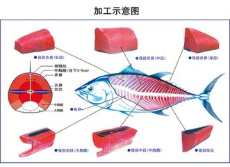 日本金枪鱼进口报关清关专业代理