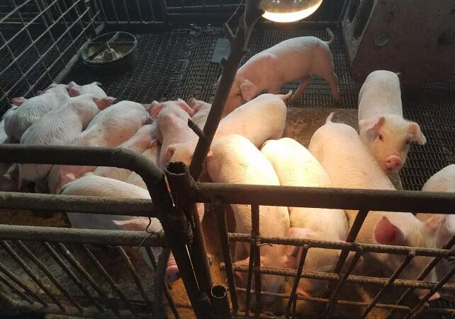 佳木斯桦南县养猪场供应 优质生猪肉猪价格