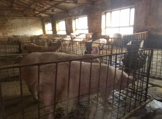 桦南县养猪专业合作社 优质品种生猪常年供应