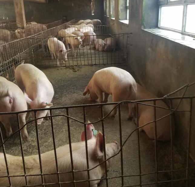 桦南县养猪场常年出售优良品种生猪 今年生猪价格
