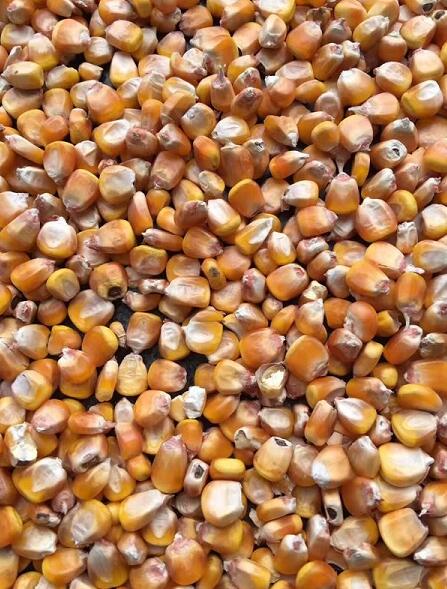双鸭山饶河县优质玉米长期现货 非转基因玉米
