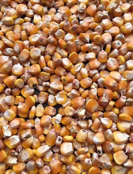 饶河县大型粮食种植合作社 农家自产自销玉米现货