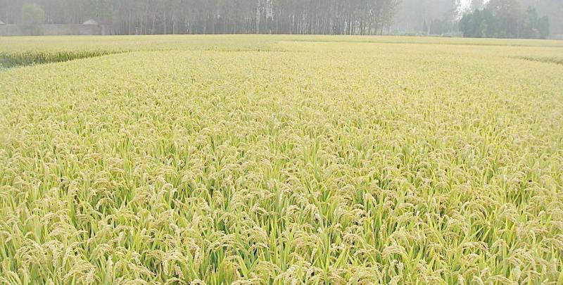 佳木斯桦川县水稻种植基地 **水稻常年供货