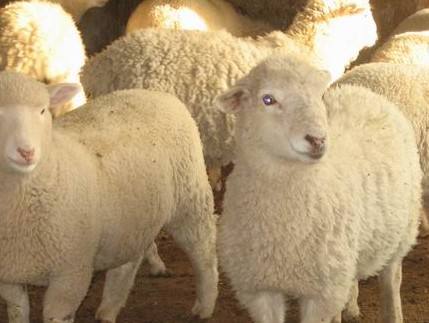 黑龙江穆棱市绵羊养殖中心 大型绵羊供货商