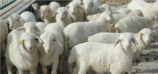 黑龙江穆棱市绵羊有卖 供应优质纯种绵羊