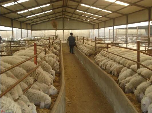 穆棱市优质绵羊养殖场 优质品种绵羊常年供应