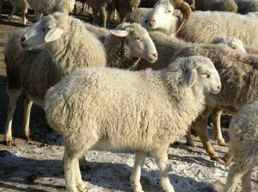穆棱市专业绵羊养殖技术 优质绵羊大量现货