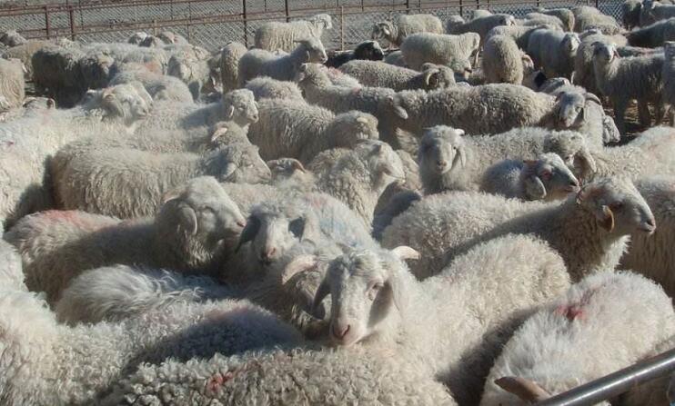 穆棱市绵羊自繁自销养殖中心 **绵羊供应