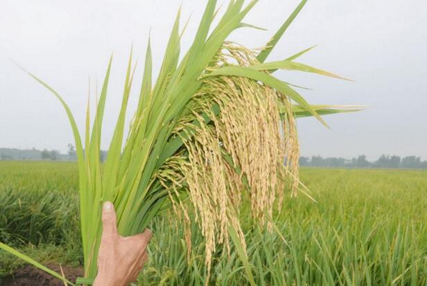 黑龙江优质品种水稻收购销售 正宗东北特级水稻
